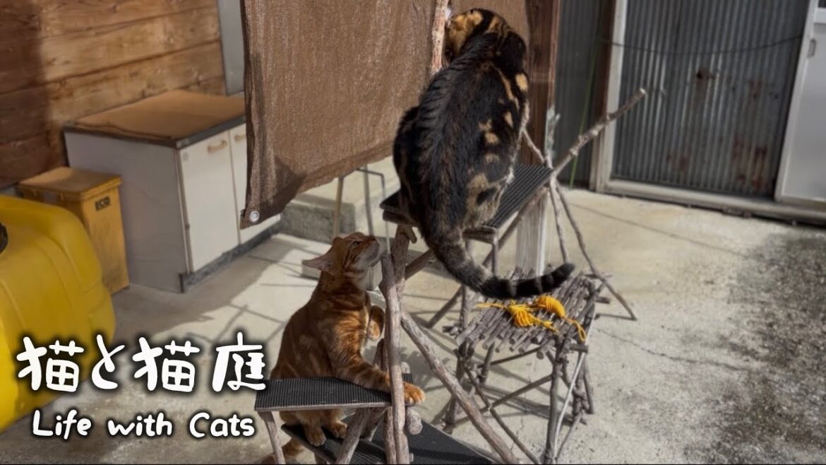 ちょっと喧嘩をしても猫庭の平和は変わらない【プレミア公開】 ちょっと喧嘩をしても猫庭の平和は変わらない【プレミア公開】