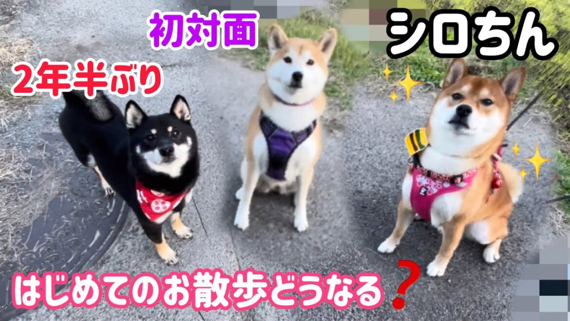 わーい😃2年半ぶりに再会した柴犬コンビが可愛すぎる！柴犬シロちんと小粒黒柴りんごちゃん
