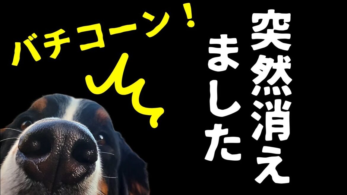 【何が起きた?】ハプニングでもクールなイッヌとプリンを心配するママさん 【何が起きた?】ハプニングでもクールなイッヌとプリンを心配するママさん