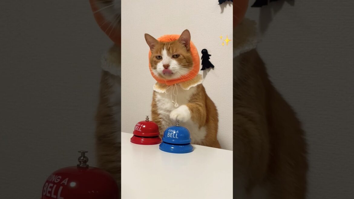 この猫はどんなベルでも押せるでしょうか? Can you ring any bell? #APT この猫はどんなベルでも押せるでしょうか? Can you ring any bell? #APT
