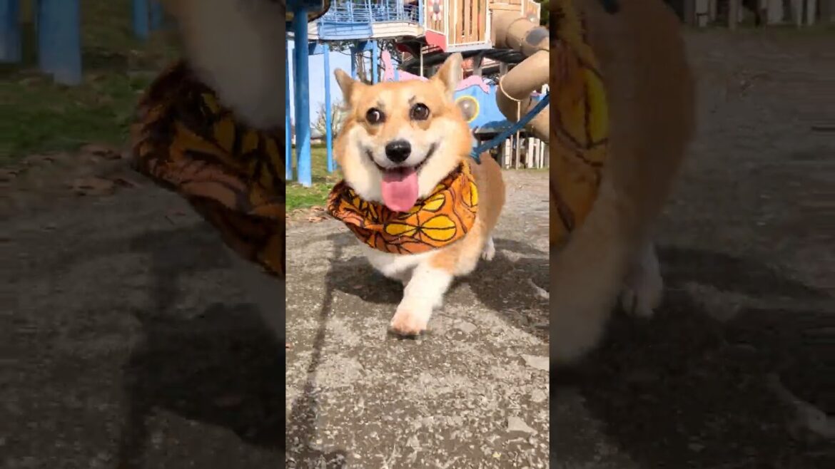 遊具の横を歩くコーギー / A corgi walking beside a playground #shorts