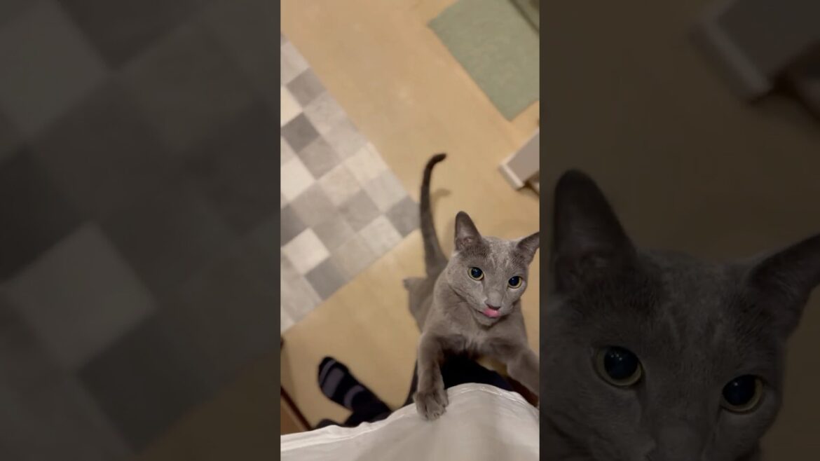 ウィルの毎日 477 午前0時はオヤツ（グリニーズ）の時間。 #ロシアンブルー #RussianBlue #Cat