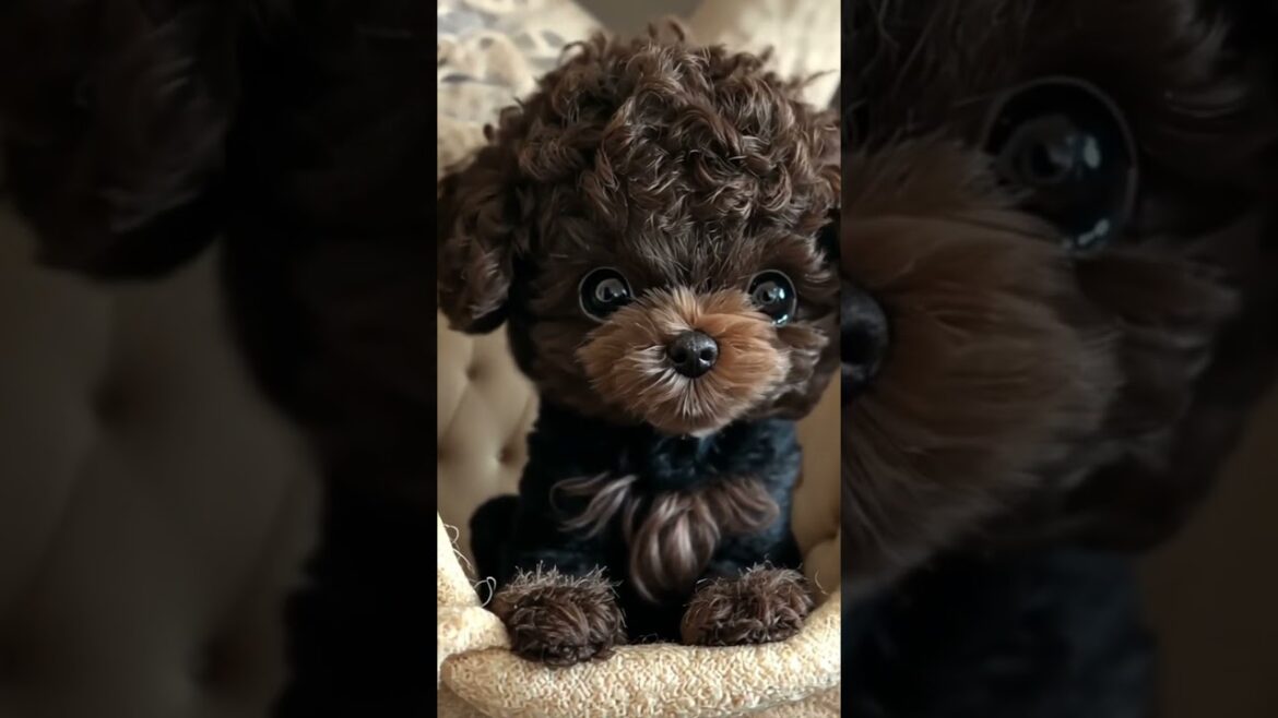 【手乗りトイプードル】ぬいぐるみ！？トイプードル！？ My Pocket Friends 62 #shorts #cute #puppy #toypoodle