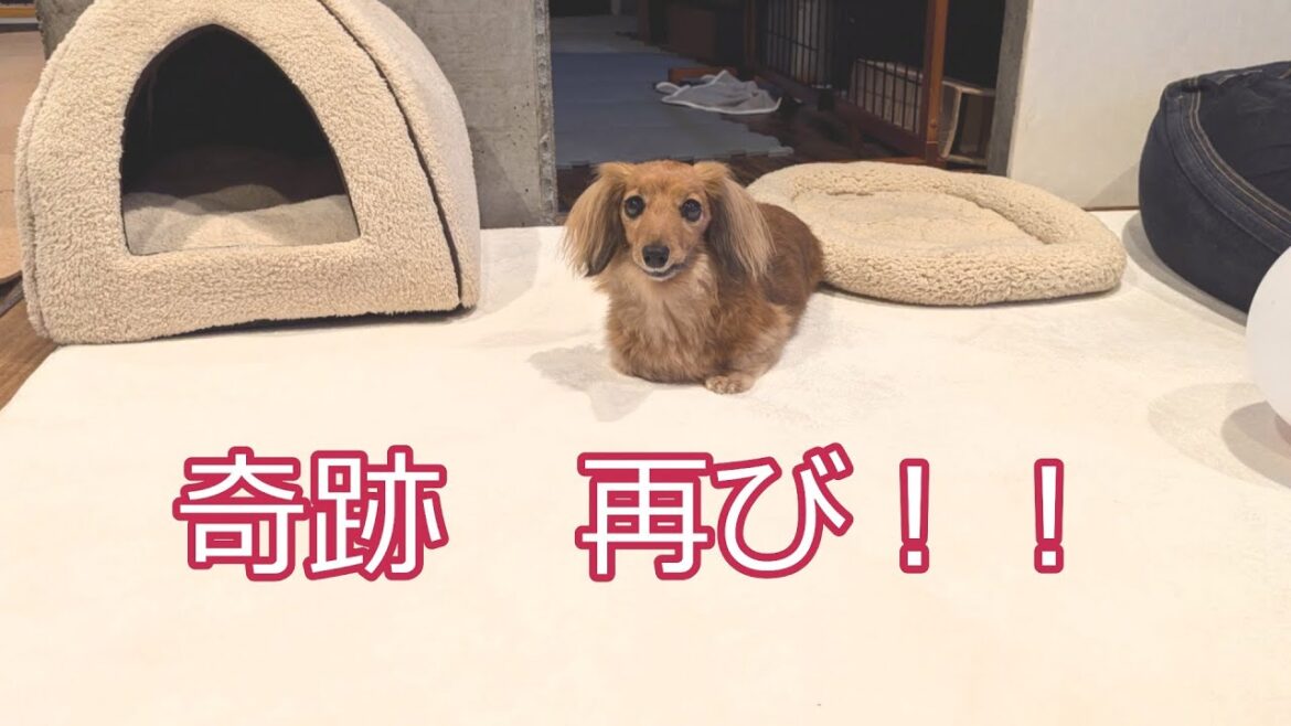 【定期検診】腎臓の数値を見てびっくり！！奇跡が起こりました【カニンヘンダックスえびすの日常】