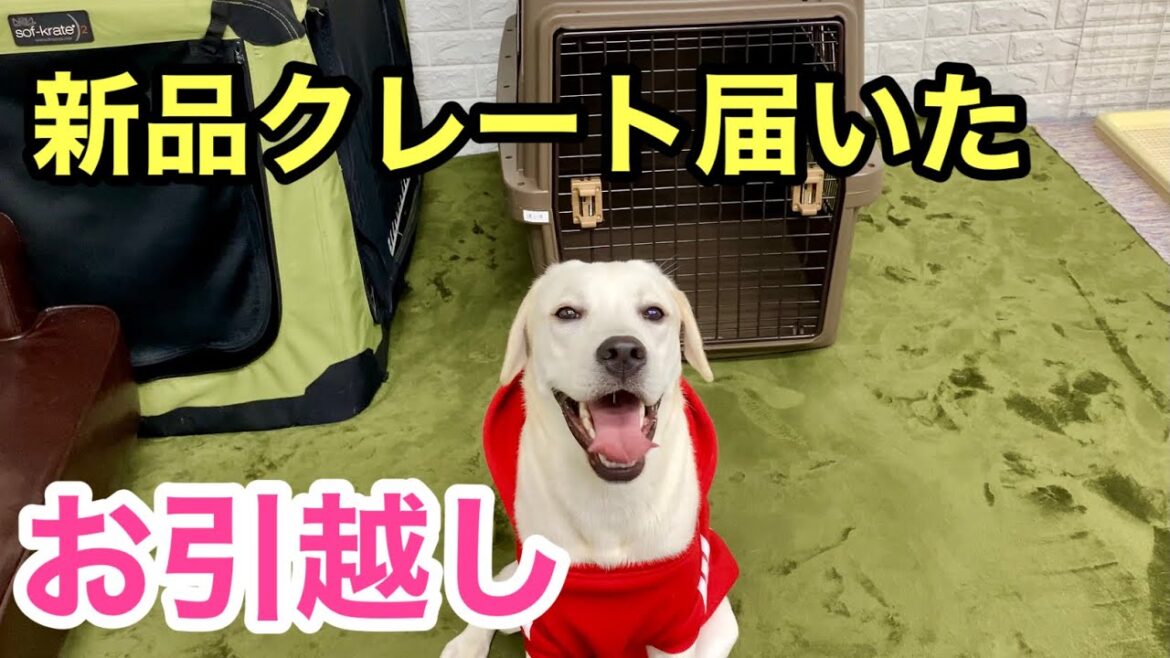 新品クレートにお引越し★IRIS エアトラベルキャリー Lサイズ ラブラドールレトリバー Air Travel Carry New Crate Labrador Retriever 新品クレートにお引越し★IRIS エアトラベルキャリー Lサイズ ラブラドールレトリバー Air Travel Carry New Crate Labrador Retriever