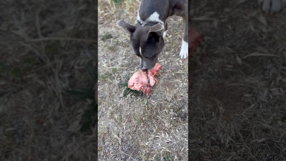 HAPPY BLUE STAFFY DOG 🐾