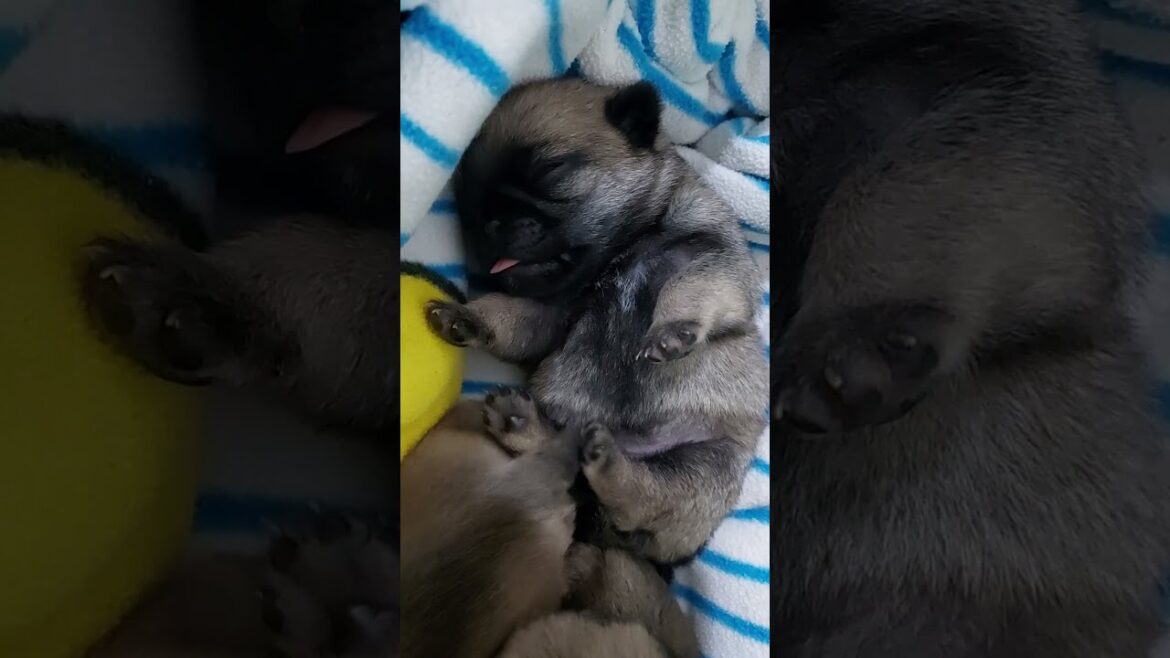 Filhotes Vick x Eros (06/03/2024) - Pug