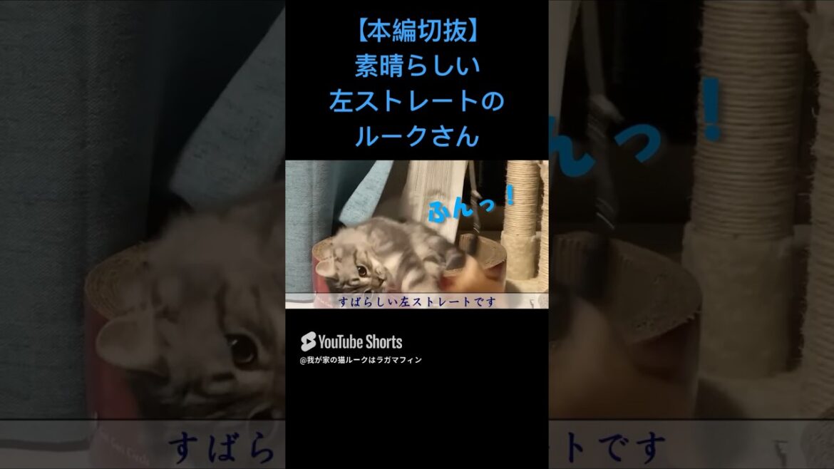 【本編切抜】素晴らしい左ストレートのルークさん #猫 #ラガマフィン #ペット #ねこ