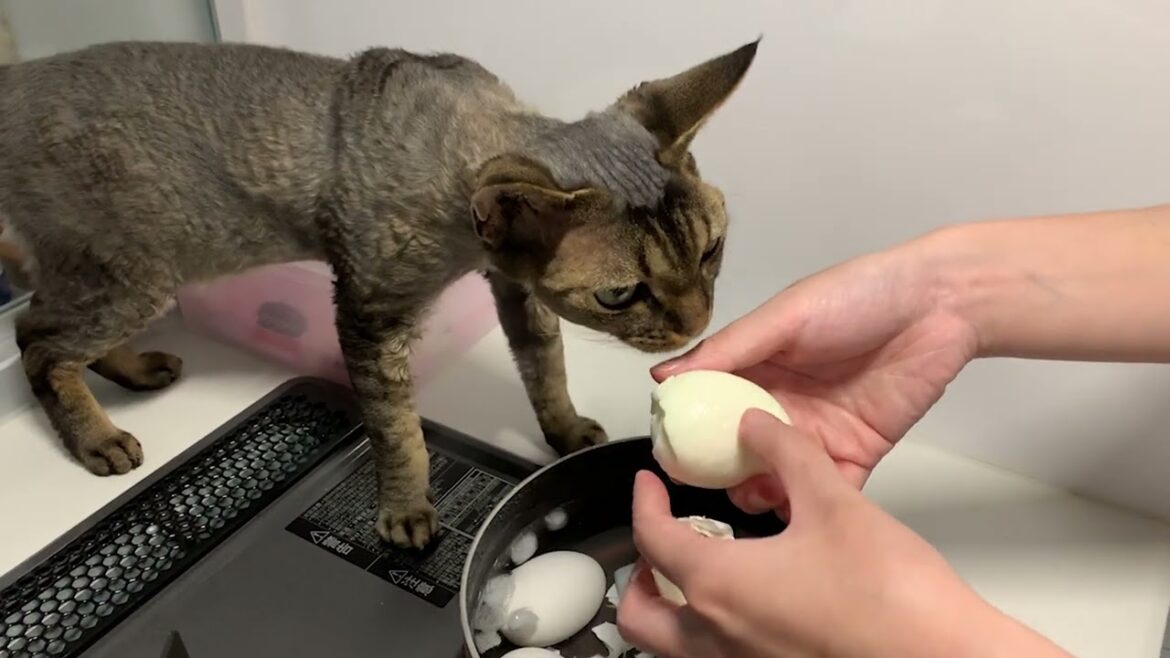 デボンレックス弟は茹で卵に興味津々です(Devon Rex cat interested in boiled eggs) デボンレックス弟は茹で卵に興味津々です(Devon Rex cat interested in boiled eggs)