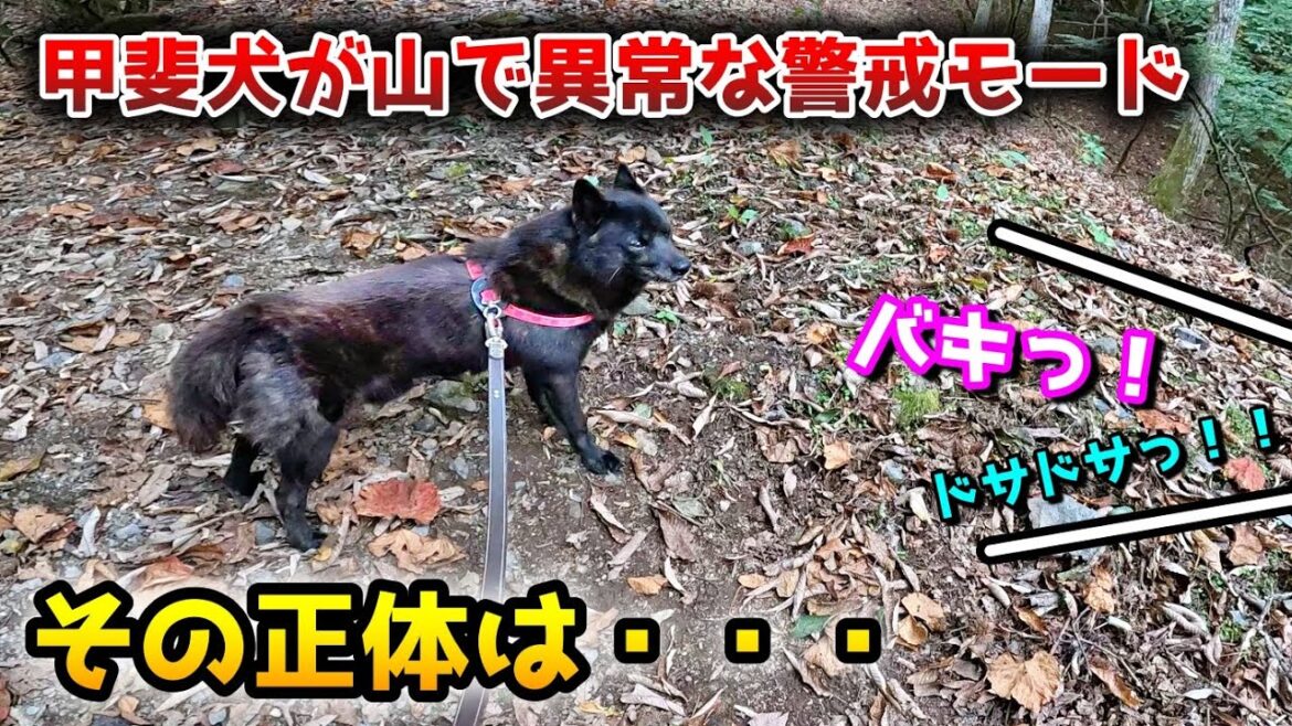 【恐怖】甲斐犬が山登り中、異常な警戒頻度。その正体は・・・熊がいる山【甲斐犬と登山:御前山編 第2話】 【恐怖】甲斐犬が山登り中、異常な警戒頻度。その正体は・・・熊がいる山【甲斐犬と登山:御前山編 第2話】