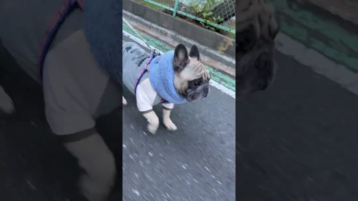 おはよう☀️ ネックウォーマー始めました🐶フレンチブルドッグの看板犬ぶーちゃん#shorts