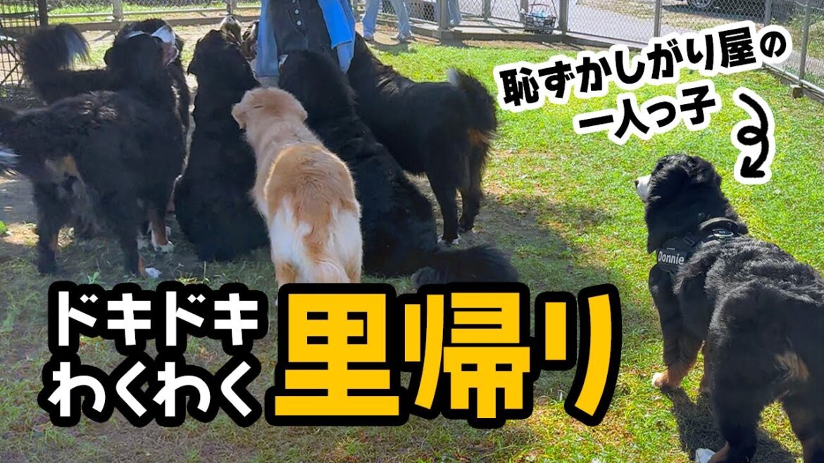 恥ずかしがり屋の一人っ子！ドキドキわくわく里帰り！【1歳4ヶ月バーニーズ】