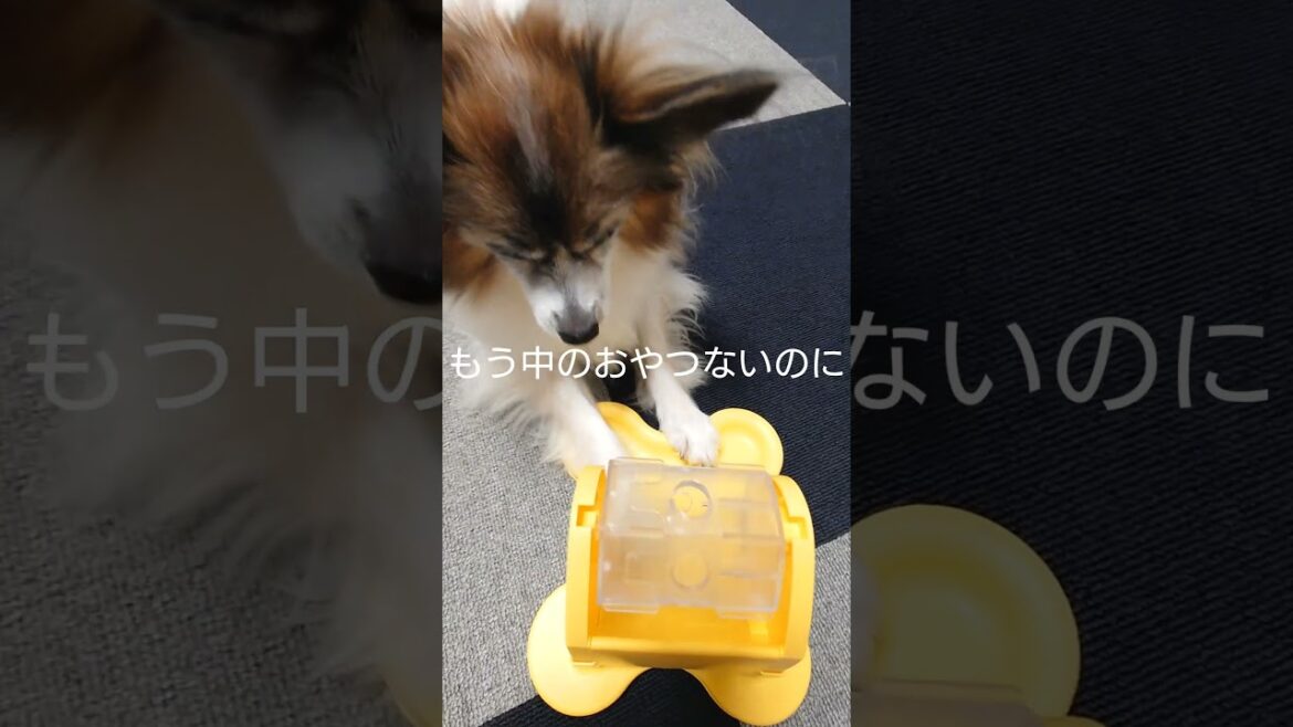 あれ？おかしいな～おやつ待つわんこ #知育玩具 #パピヨン #おやつタイム