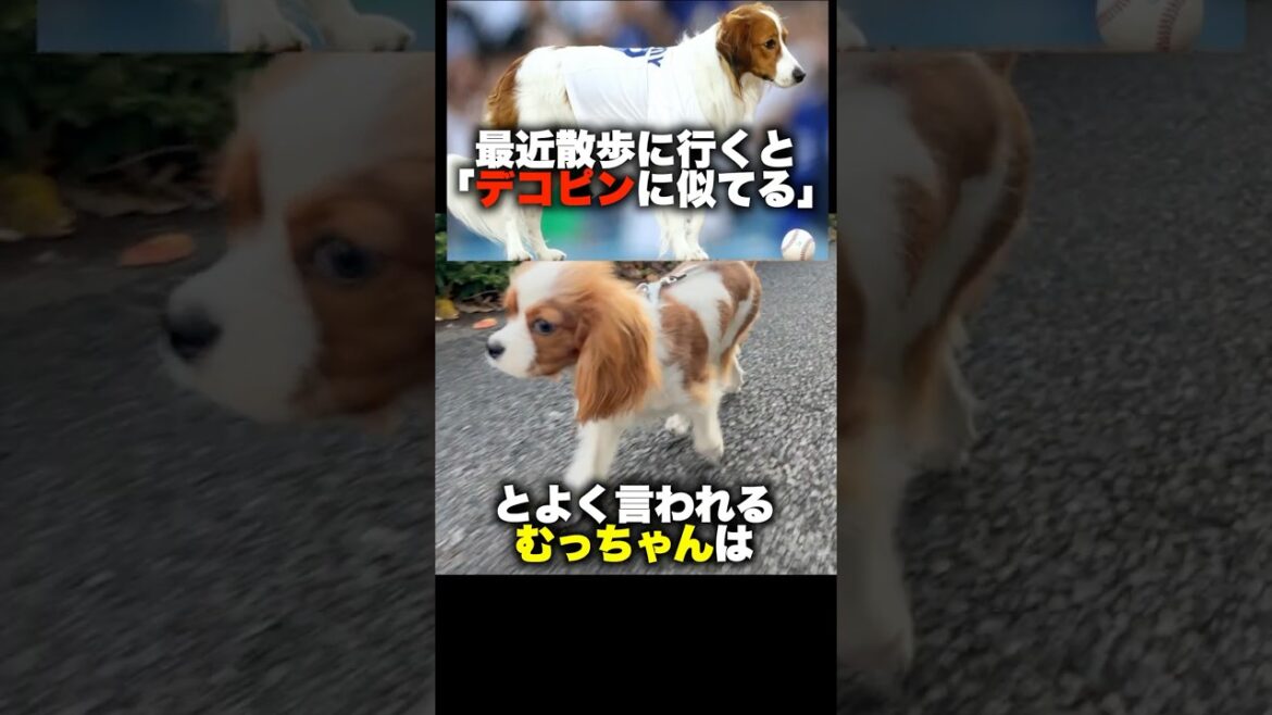 デコピンと似てると言われる犬　むっちゃん #多頭飼い #犬のいる暮らし #保護猫 #cavalier#キャバリア
