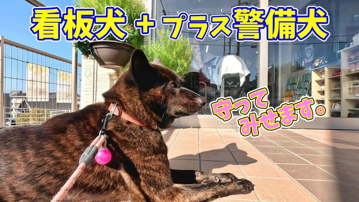 施設で看板して警備もした甲斐犬- 甲斐犬いち 施設で看板して警備もした甲斐犬- 甲斐犬いち