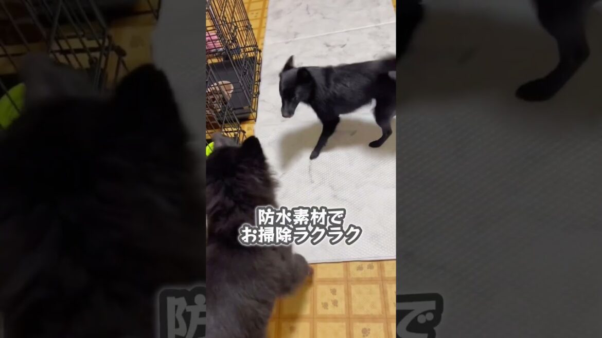 ビッグなコも体力無限大なコも使ってみてー!#dfang #ディパン #滑りにくい #ペットマット#スキッパーキ #犬のいる暮らし  #多頭飼い #グローネンダール #ベルジアンシェパード ビッグなコも体力無限大なコも使ってみてー!#dfang #ディパン #滑りにくい #ペットマット#スキッパーキ #犬のいる暮らし  #多頭飼い #グローネンダール #ベルジアンシェパード