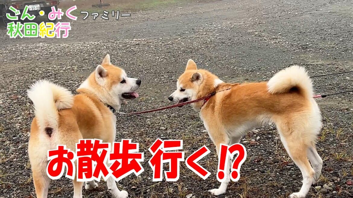 故郷のBIG散歩♪　【ごん・みく】ファミリー秋田紀行　秋田犬【ごん・みく チャンネル】
