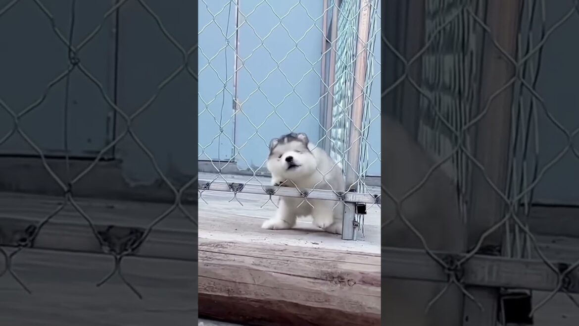 Funny and Adorable Moments of an Alaska Puppy!