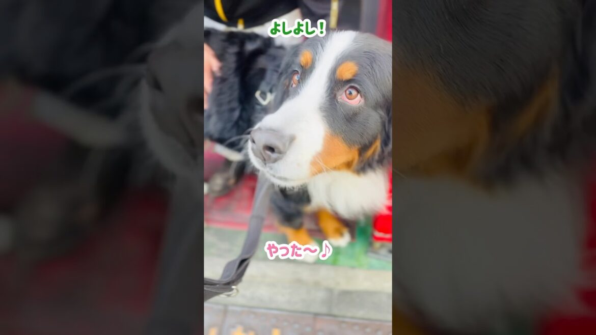 たっぷり可愛がってもらって…帰り際に名残惜しく振り返るバーニーズ🐾