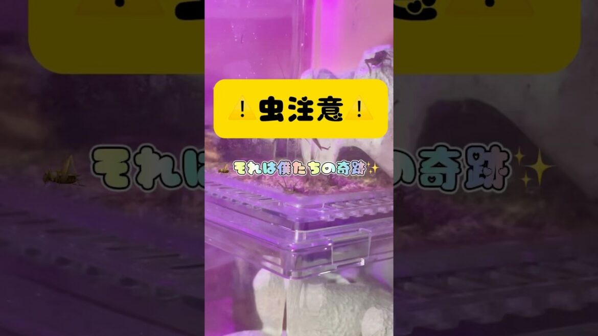 脱走しようとするコオロギ🦗#shorts