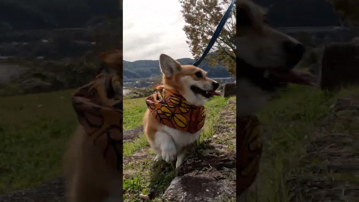 石段を駆け上がるコーギー / A corgi is scampering up the stone steps #shorts