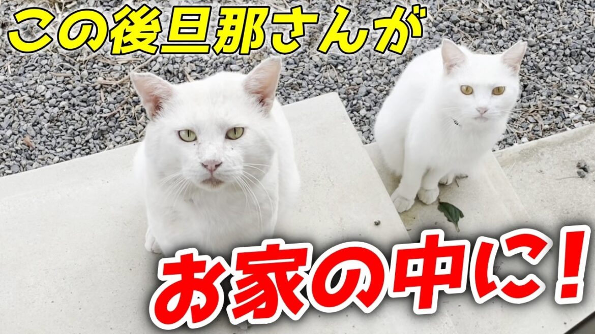 三毛母猫の旦那さんがお家の中に入ってくれました！[三毛母猫の旦那]