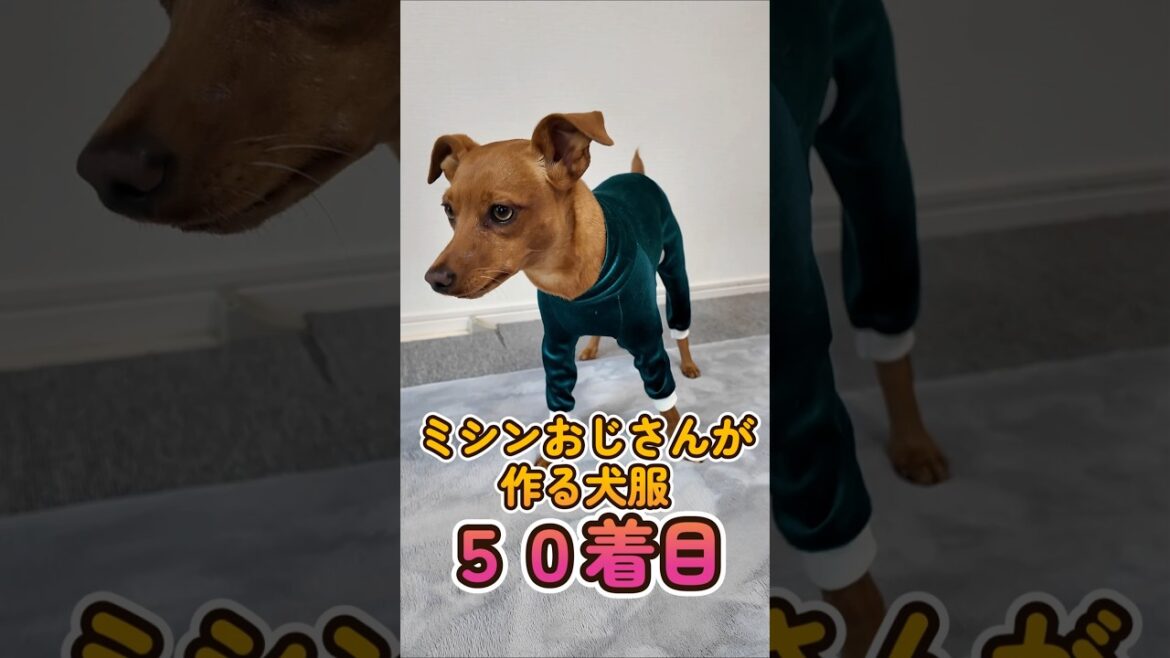 おっさんが作る犬服 50着目 ミニピン ベロアロンパース #shorts #イタグレ #ミニピン