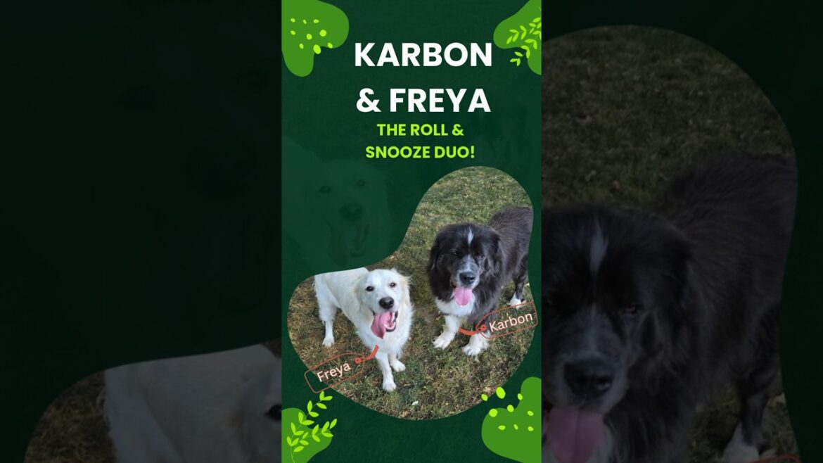 Karbon & Freya The roll and Snooze Duo