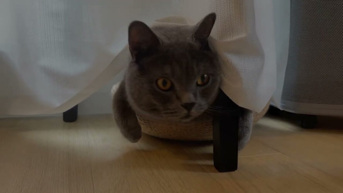 今週の政宗さんVol.97 | British Shorthair Masamune | ブリティッシュショートヘア政宗