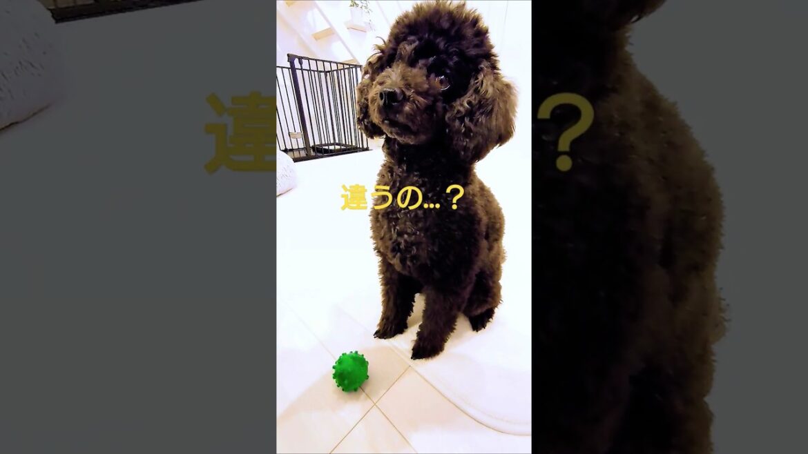 犬とパターゴルフ❤ボールボーイ出来るかな？😑＃トイプードル＃らきちゃんねる