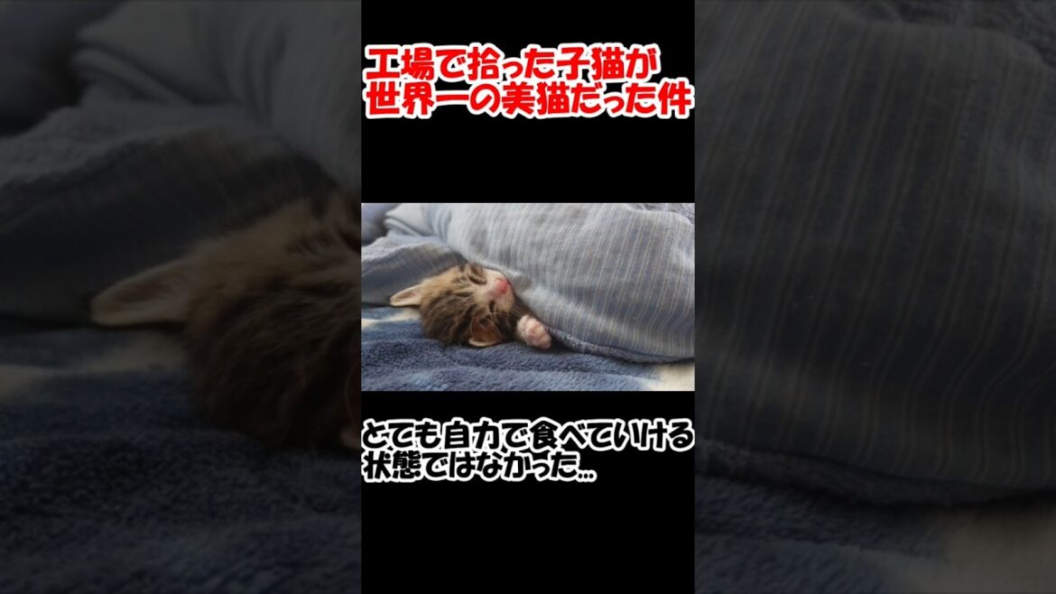 工場で拾った子猫が世界一の美猫だった件【保護猫】