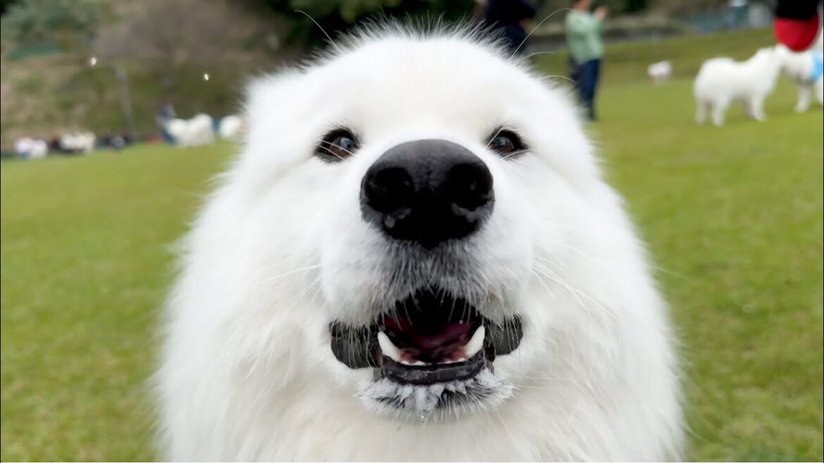 ドッグランで理不尽なことがあると何度も報告しにくる犬がかわいすぎました…！！