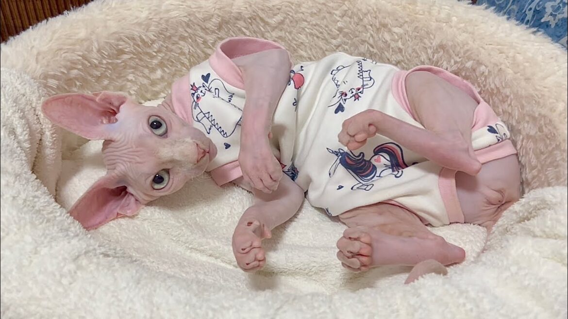 不妊手術後の毛のない子猫の様子が意外すぎた【スフィンクス猫】