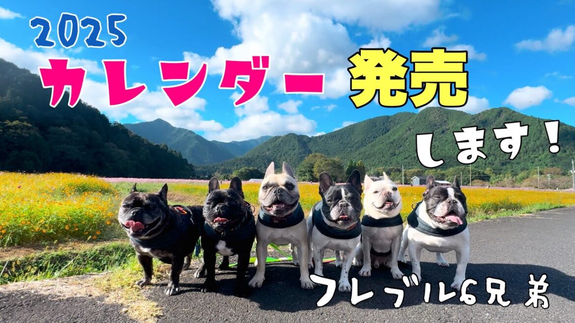 毎年好評のフレブル6兄弟カレンダー！今年はパワーアップして販売します❣