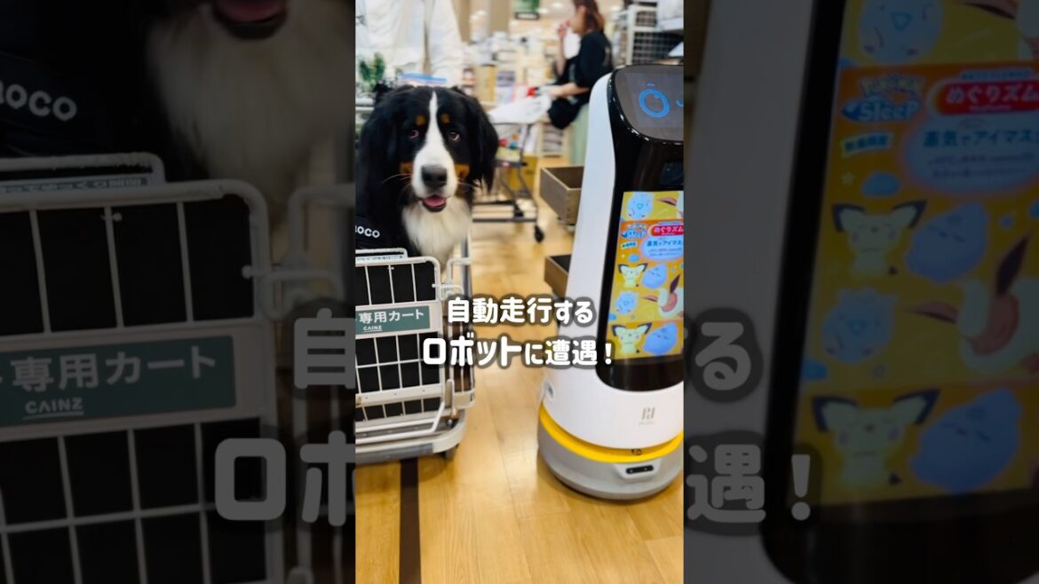カインズで発見！自動ロボットに興味津々のバーニーズ
