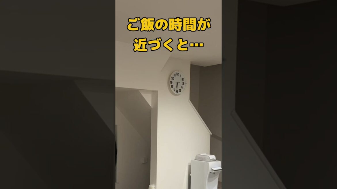 ご飯の時間には忠実なラブラドールレトリバー #shorts #shortvideo #ラブラドールレトリバー