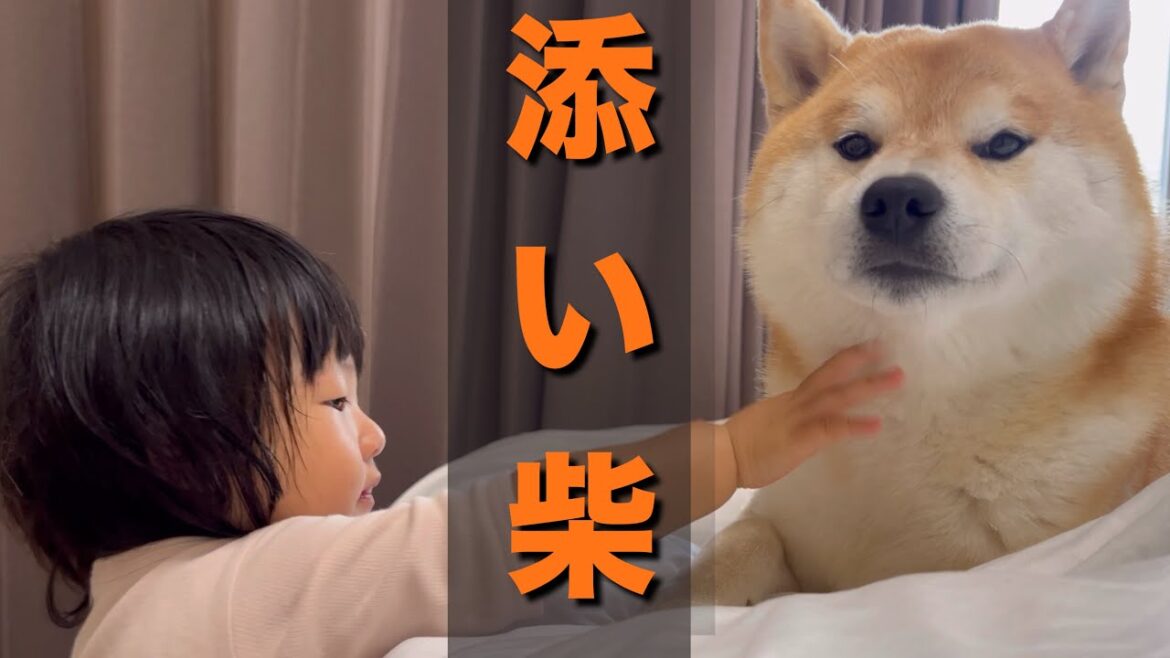 いつも側にくる１歳児が、近寄らなくなり不安になって添い寝する柴犬