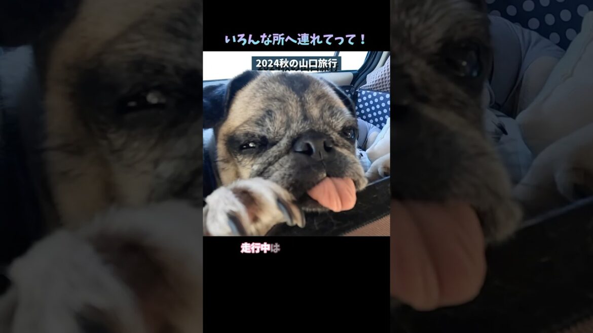 『お出かけ大好き愛犬むぎ🐶はる』いろんな所へ連れてって！🐾（2024秋の山口旅行） #shorts #パグ #pug #パグ2匹 #パグのいる生活