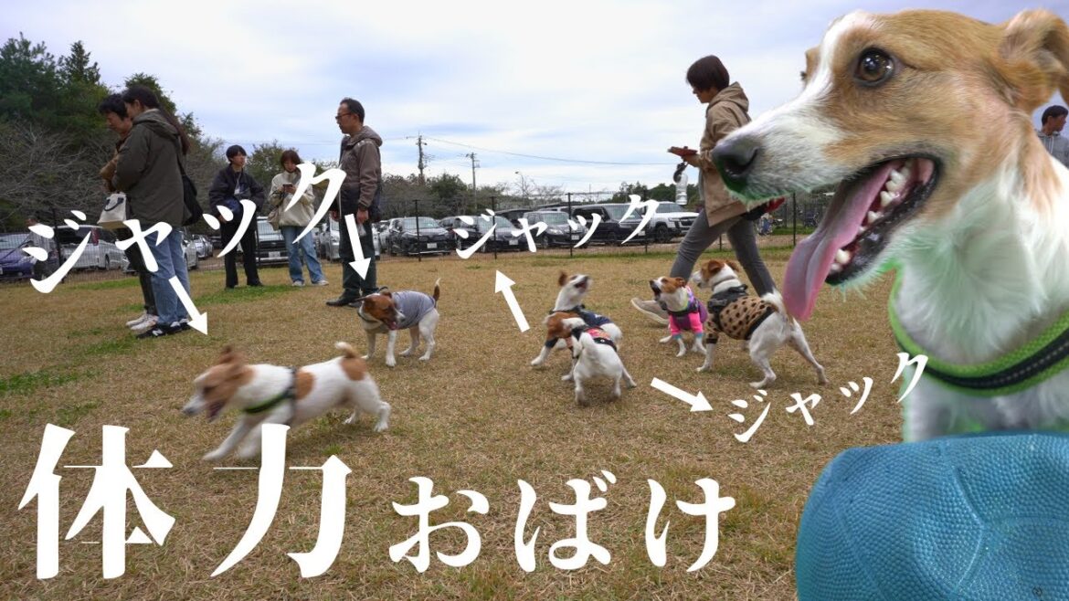 【神回】ジャックイベント「VIVA JACK 2024」に参加した結果…本領発揮した恐竜たち
