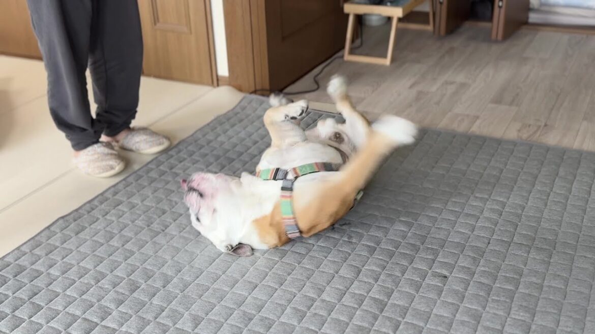 ゴネればお散歩が無くなるのでは？と僅かながらの希望を胸に、赤ちゃん返りするブルドッグのぶるまる、、