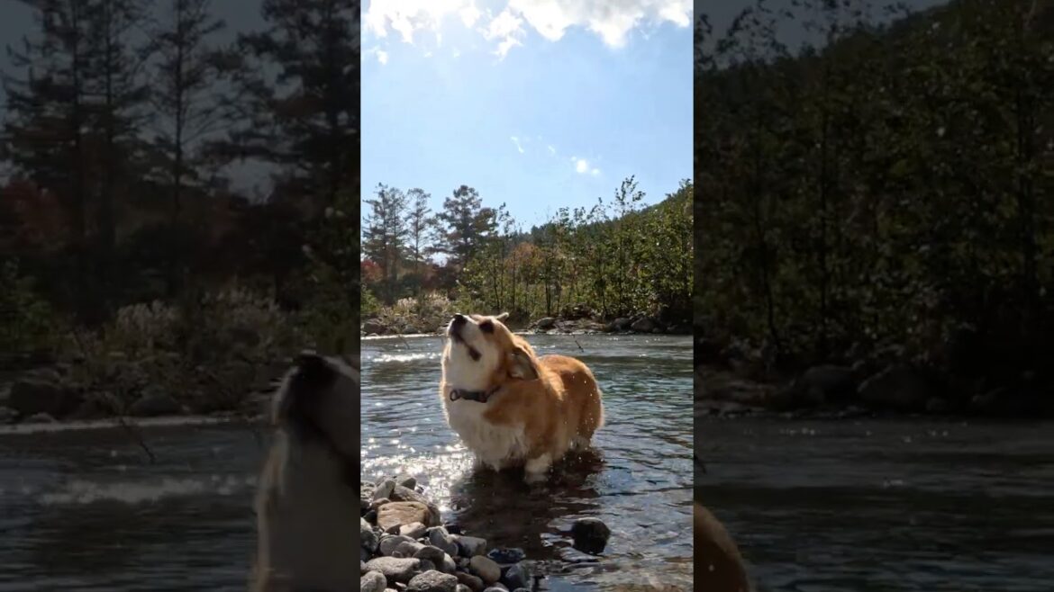 浅瀬で水を振るい落とすコーギー / A corgi shaking off water in the shallows #コーギー #corgi #サクラ