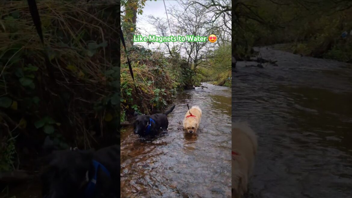 These Terriers are magnetically attracted to the River 😍