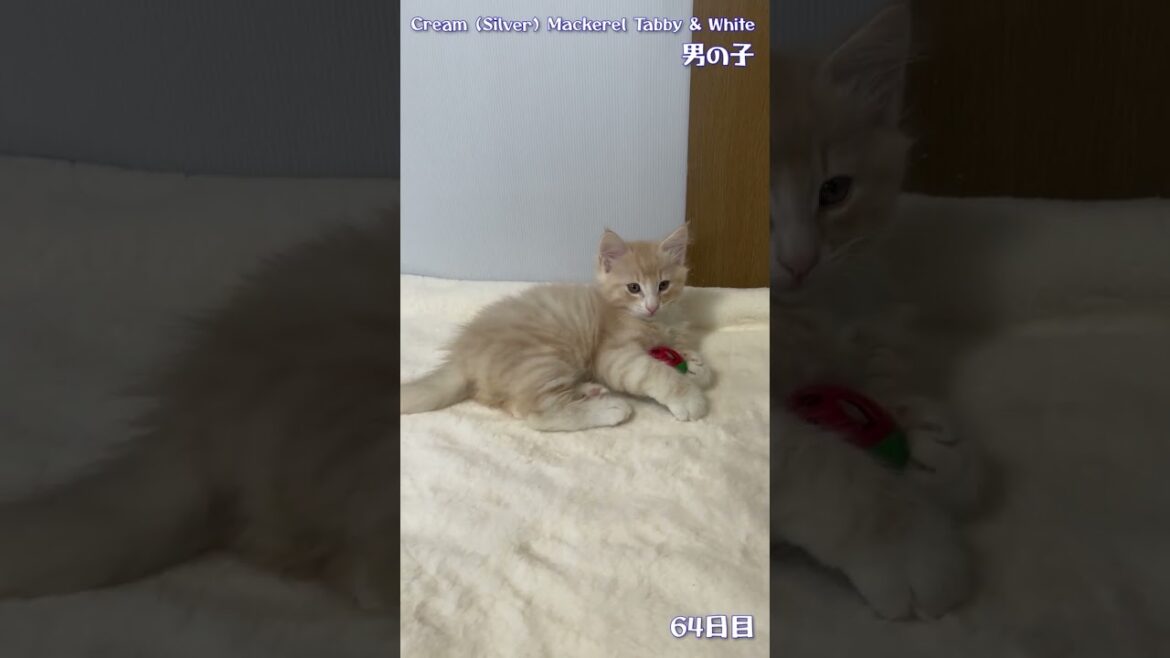 ノルウェージャンフォレストキャット カリカリ大好き！元気な男の子🥰
