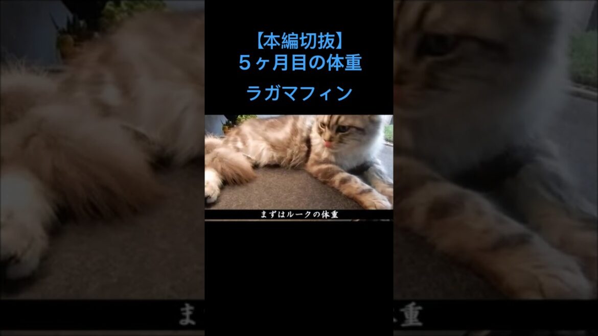 【本編切抜】パパの部屋でくつろぐルークの体重公開 #ラガマフィン #猫 #子猫 #ねこ #ペット #cat #癒し