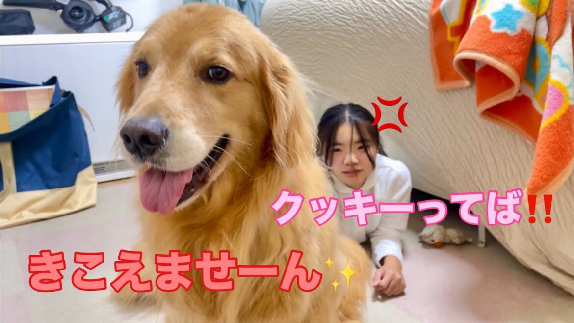 姉の命令でも都合が悪い事には一切反応しない大型犬クッキー【ゴールデンレトリバーとミニチュアダックスフンド】