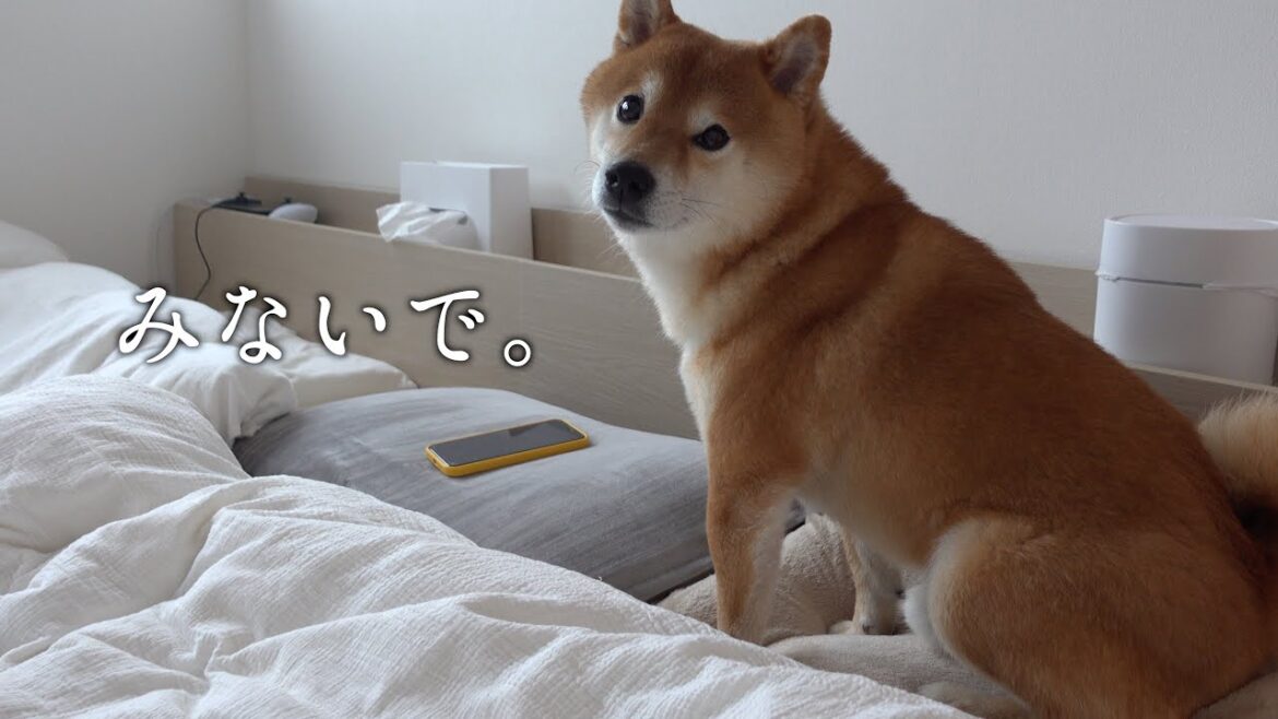 ある条件が整うと柴犬の悪戯がピタリと止みました。