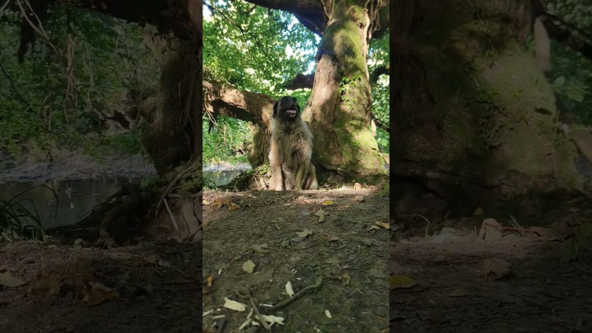 A BEAUTIFUL WALK THROUGH THE WOODS WITH A LEONBERGER #LEONBERGER #DOG #LOVE #HAPPY