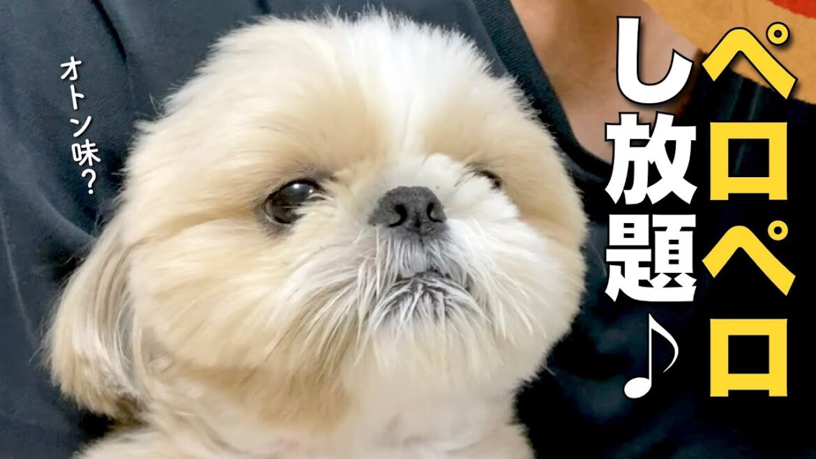 【お知らせあり】飼い主ペロペロし放題をプレゼントされたシーズー犬!www【358】 【お知らせあり】飼い主ペロペロし放題をプレゼントされたシーズー犬!www【358】