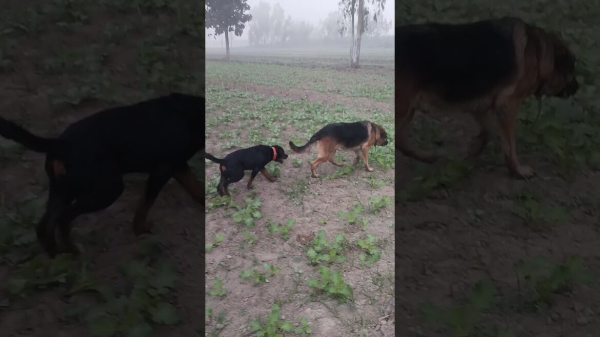 The Rottweiler max #trending #doglover #rotweilerlove #funny #rotteweiler #viral