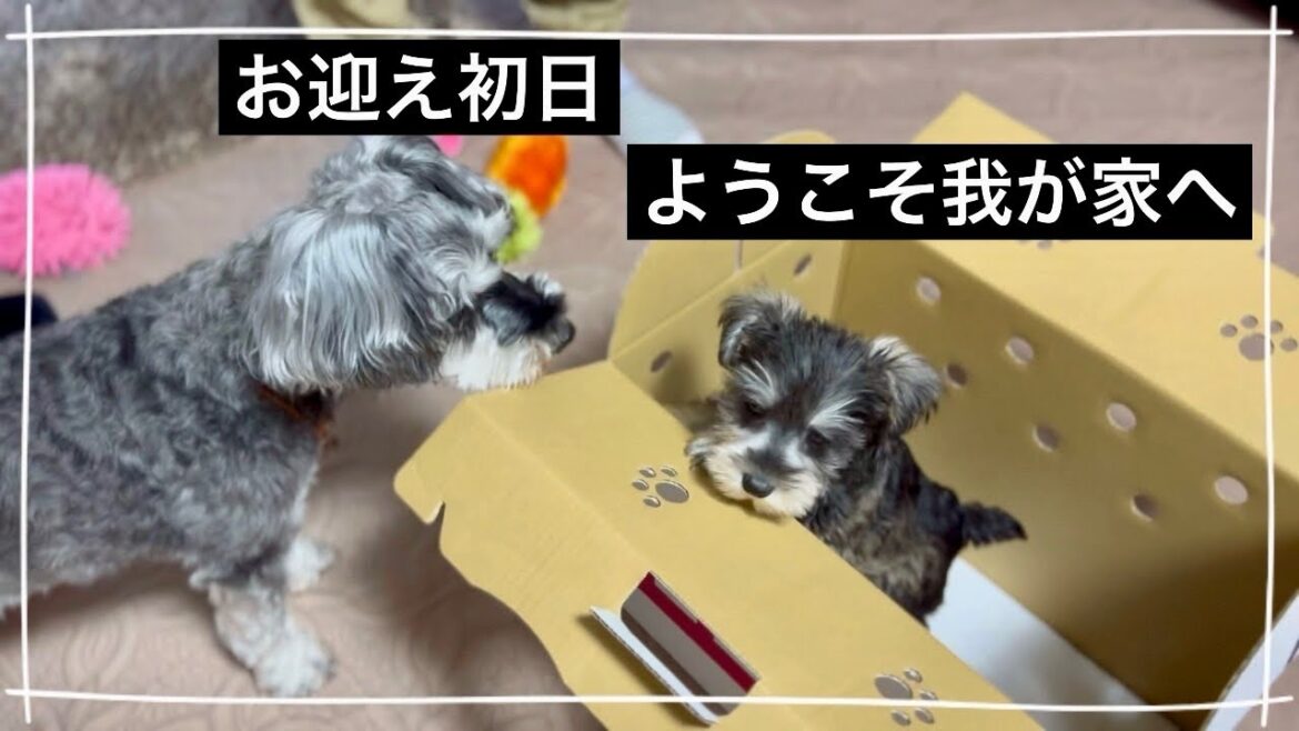 【お迎え初日】可愛いすぎるシュナウザーの子犬